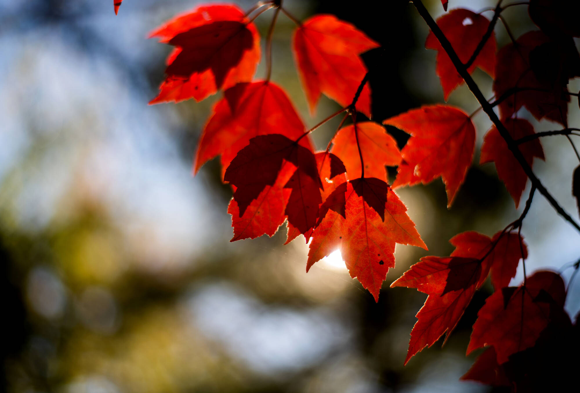 autumn leaves